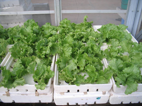 lettucebox1.jpg