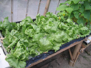 lettuceraft.jpg
